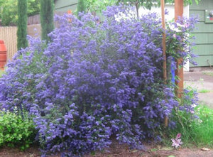 Ceanothus 'Italian Skies' x 3 Pack - 5/7cm JUMBO Plug Plants For Sale