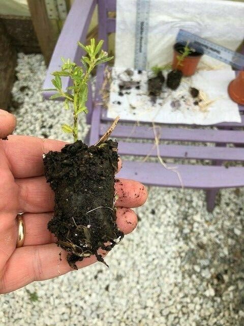 Ceanothus 'Italian Skies' x 3 Pack - 5/7cm JUMBO Plug Plants For Sale