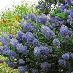 Ceanothus 'Repens' x 5 Pack - 5cm JUMBO Plug Plants For Sale