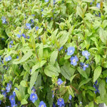 Veronica 'Georgia Blue' x 3 Pack - 5/7cm JUMBO Plug Plants For Sale