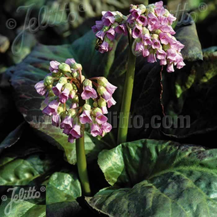 Bergenia 'Cordifolia' x 3 - 5/7cm JUMBO Plug Plants For Sale