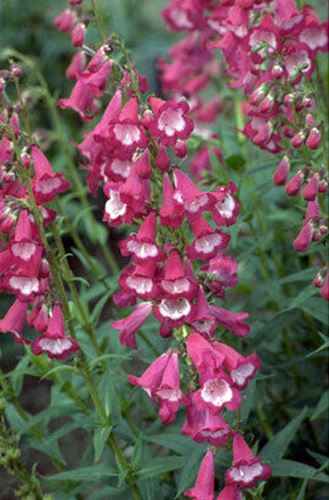 Penstemon 'Maurice Gibb' x 3 Pack - 5/7cm JUMBO Plug Plants For Sale