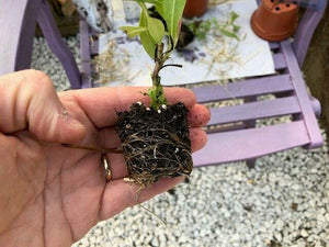 Penstemon 'Maurice Gibb' x 3 Pack - 5/7cm JUMBO Plug Plants For Sale