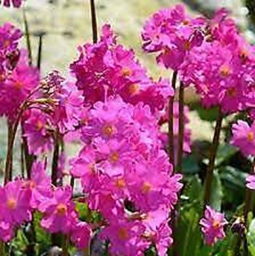 Primula 'Gigas' x 3 Pack - 7cm Plug Plants For Sale