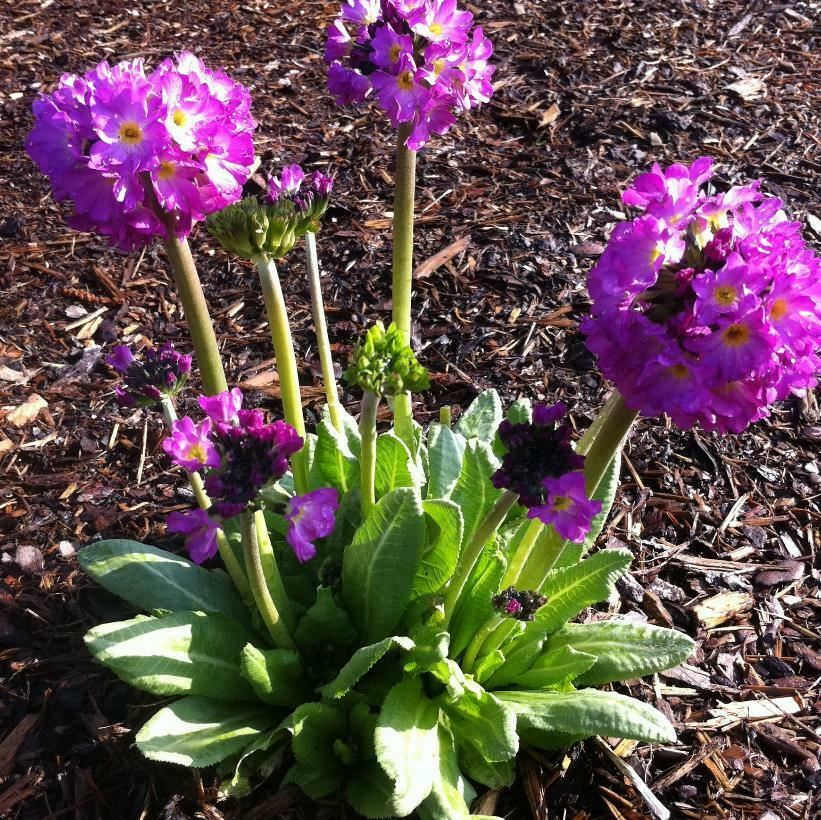 Primula 'Ronsdorf' Mix x 3 Pack - 7cm Plants For Sale