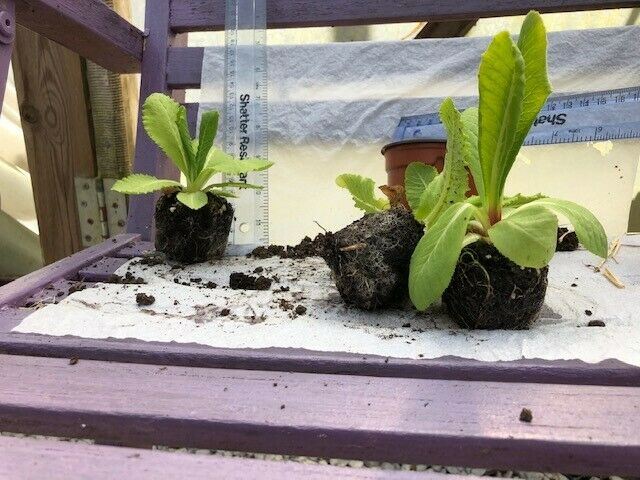 Primula 'Ronsdorf' Mix Plants For Sale Jumbo Plug – Dartana Plants
