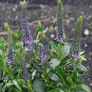 Veronica 'Blue Fingers' x 3 Pack - 5/7cm JUMBO Plug Plants For Sale