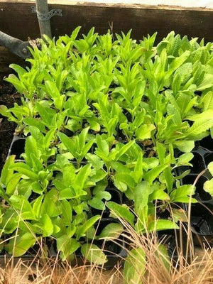 Veronica 'Blue Fingers' x 3 Pack - 5/7cm JUMBO Plug Plants For Sale