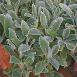 Stachys 'Silver Carpet' 'Lambs Ears' x 5 Pack - 5cm JUMBO Plug Plants For Sale