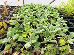 Stachys 'Silver Carpet' 'Lambs Ears' x 5 Pack - 5cm JUMBO Plug Plants For Sale