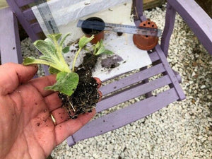 Stachys 'Silver Carpet' 'Lambs Ears' x 5 Pack - 5cm JUMBO Plug Plants For Sale