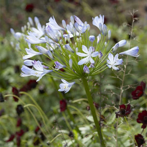 Agapanthus africanus 'Big Blue' x 3 Pack - 5/7cm JUMBO Plug Plants For Sale