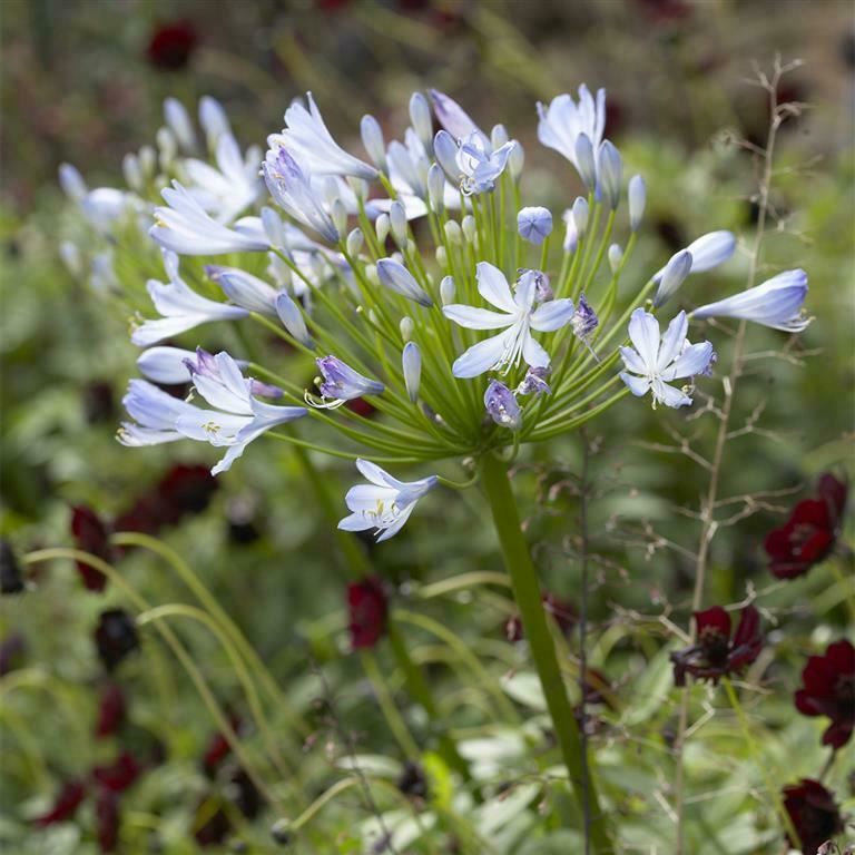 Agapanthus africanus 'Big Blue' x 5 Pack - 5/5cm JUMBO Plug Plants For Sale