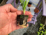 Agapanthus africanus 'Big Blue' x 3 Pack - 5/7cm JUMBO Plug Plants For Sale