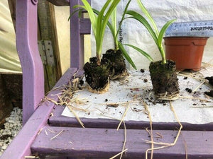 Agapanthus africanus 'Big Blue' x 3 Pack - 5/7cm JUMBO Plug Plants For Sale