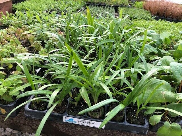 Agapanthus africanus 'Big Blue' x 3 Pack - 5/7cm JUMBO Plug Plants For Sale