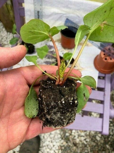 Rhubarb 'Victoria' x 3 Pack - 7cm Plants For Sale