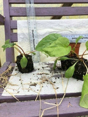 Rhubarb 'Victoria' x 3 Pack - 7cm Plants For Sale