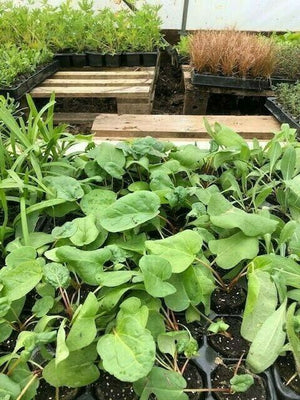 Rhubarb 'Victoria' x 3 Pack - 7cm Plants For Sale