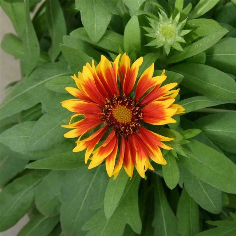 Gaillardia 'Goblin' x 3 Pack - 5/7cm JUMBO Plug Plants For Sale