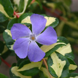 Vinca Major 'Wojo's Gem'- Pack of 5 - Jumbo Plug Plants - FREE Delivery