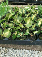 Vinca Major 'Wojo's Gem'- Pack of 5 - Jumbo Plug Plants - FREE Delivery