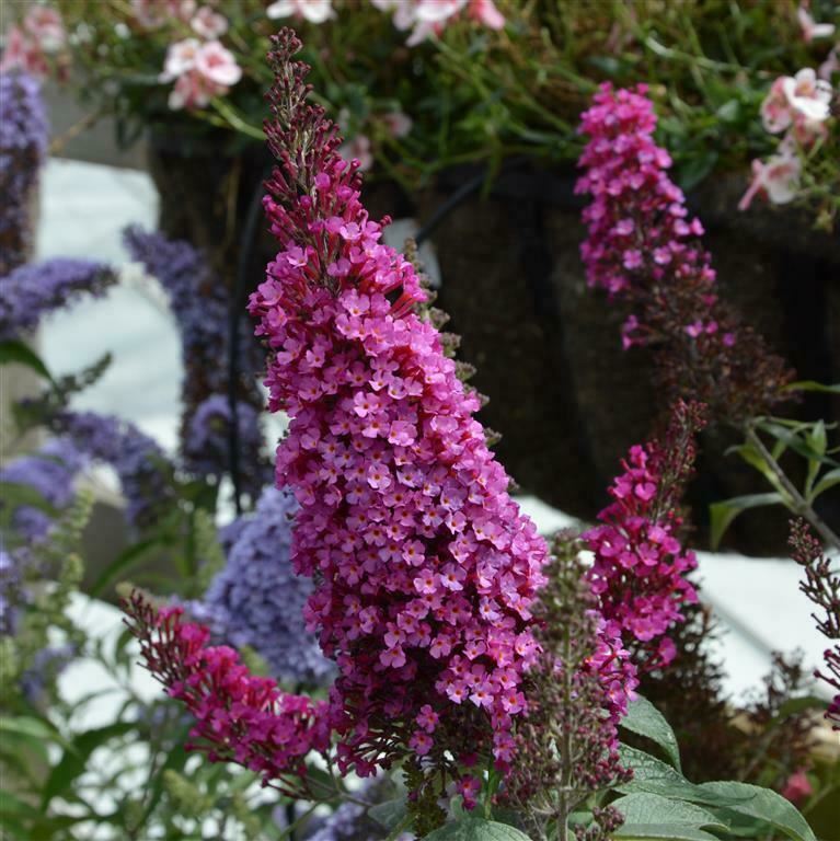 Buddleja Buzz 'Hot Rasberry' x 3 Pack - 5/7cm JUMBO Plug Plants For Sale