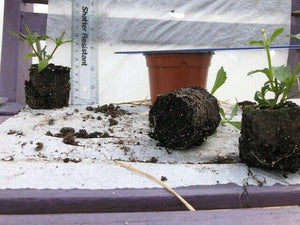 Buddleja Buzz 'Hot Rasberry' x 3 Pack - 5/7cm JUMBO Plug Plants For Sale