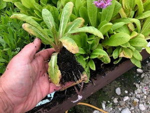 Primula beesiana x 5 Pack - 5cm Jumbo Plug Plants For Sale