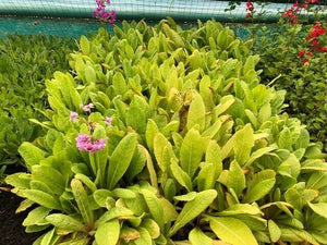 Primula beesiana x 5 Pack - 5cm Jumbo Plug Plants For Sale