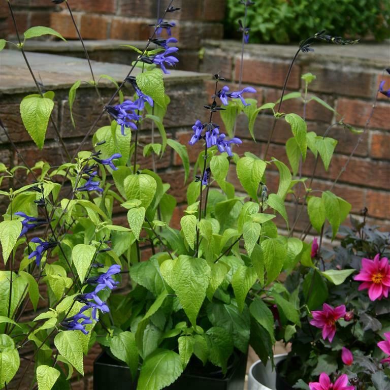 Salvia 'Black & Blue' x 3 Pack - 5/7cm JUMBO Plug Plants For Sale