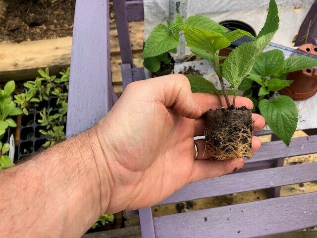 Salvia 'Black & Blue' x 3 Pack - 5/7cm JUMBO Plug Plants For Sale