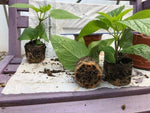 Salvia 'Black & Blue' x 3 Pack - 5/7cm JUMBO Plug Plants For Sale