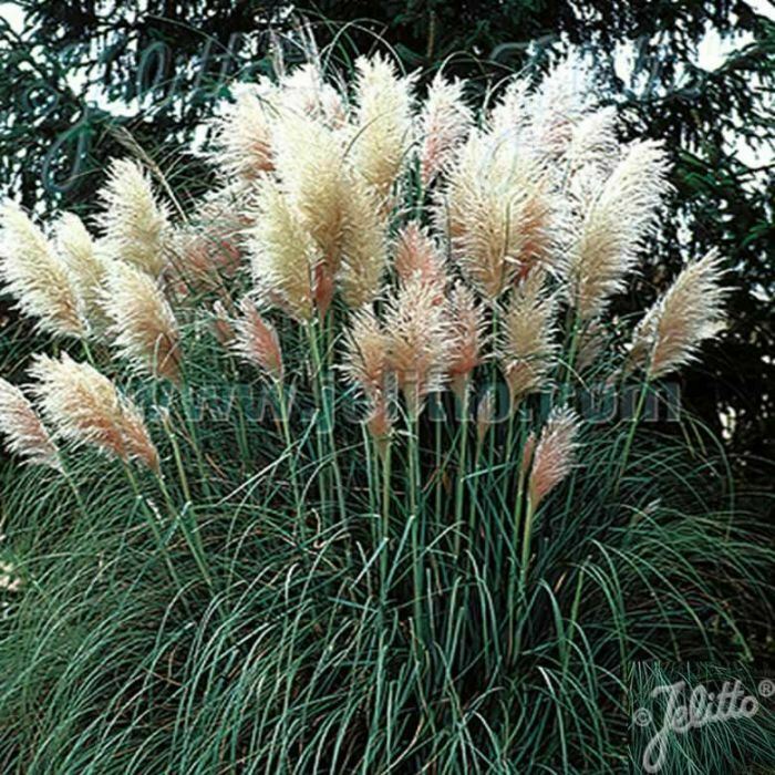 Pampas Grass 'Cortaderia' White x 3 Pack - 7cm Plants For Sale