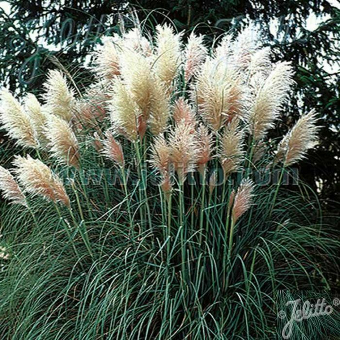 Pampas Grass 'Cortaderia' White x 5 Pack - 5cm JUMBO Plug Plants For Sale