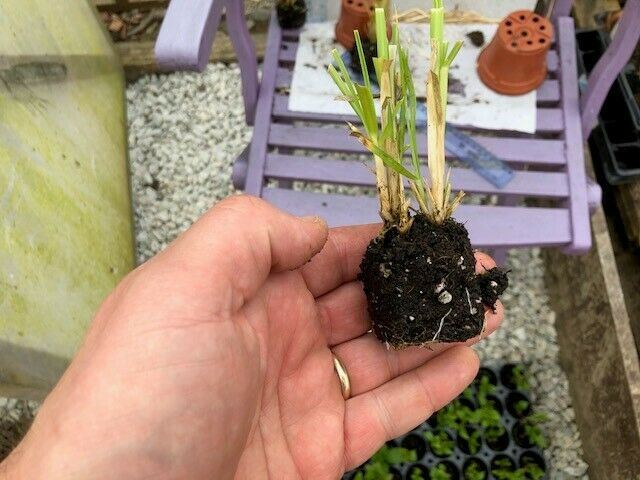 Pampas Grass 'Cortaderia' White x 3 Pack - 5/7cm JUMBO Plug Plants For Sale