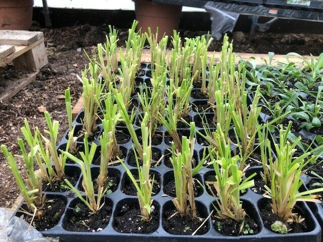 Pampas Grass 'Cortaderia' White x 3 Pack - 7cm Plants For Sale