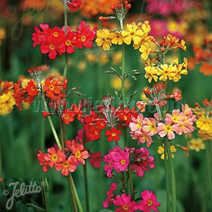 Primula bullesiana x 5 Pack - 5cm Plug Plants For Sale