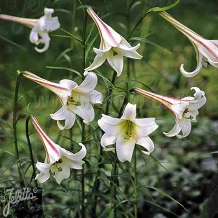 LILIUM formosanum Pricei x 3 Pack - 5/7cm JUMBO Plug Plants For Sale