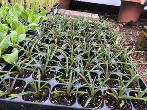 LILIUM formosanum Pricei x 3 Pack - 5/7cm JUMBO Plug Plants For Sale
