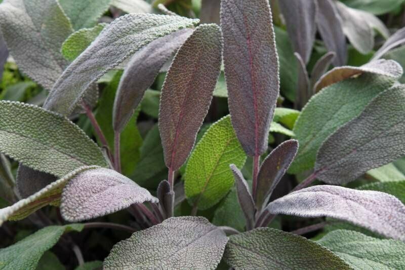 Sage 'Purple' x 3 Pack - 5/7cm JUMBO Plug Plants For Sale