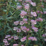 Penstemon 'Sour Grapes' x 3 Pack - 5/7cm JUMBO Plug Plants For Sale