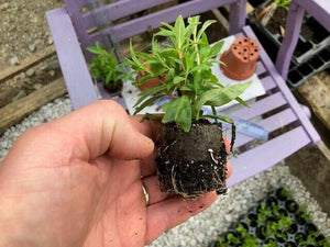 Penstemon 'Sour Grapes' x 3 Pack - 5/7cm JUMBO Plug Plants For Sale