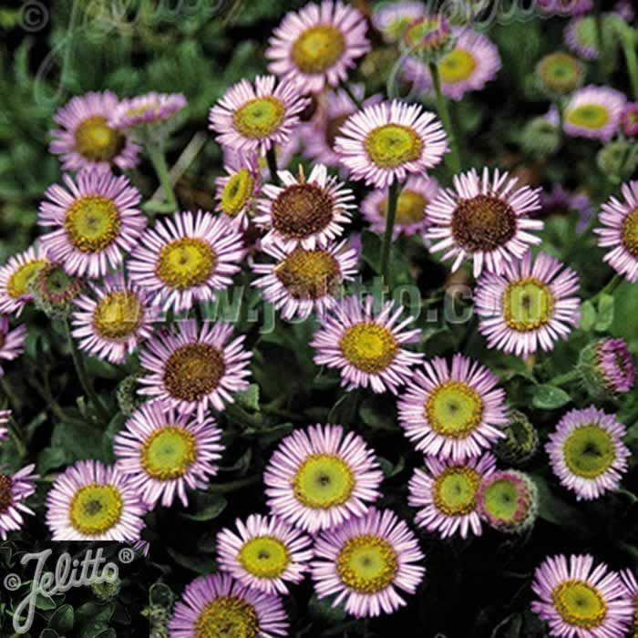 ERIGERON 'Sea Breeze' x 3 Pack - 7cm JUMBO Plug Plants For Sale