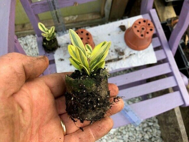 Hebe x franciscana x 3 Pack - 5/7cm JUMBO Plug Plants For Sale