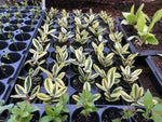 Hebe x franciscana x 3 Pack - 5/7cm JUMBO Plug Plants For Sale