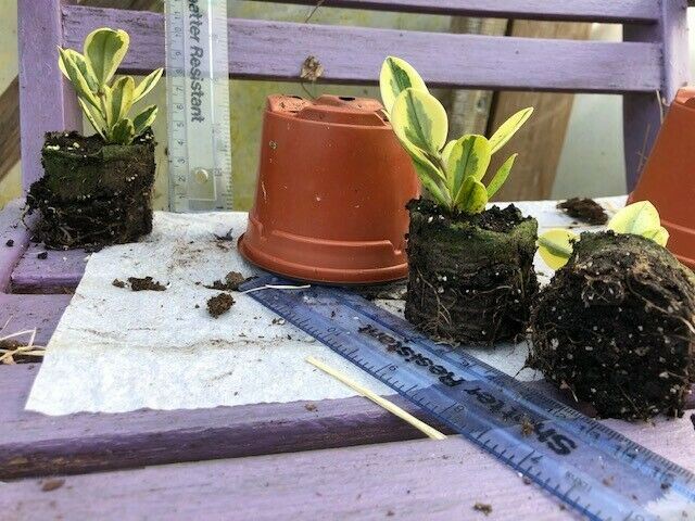 Hebe x franciscana x 3 Pack - 5/7cm JUMBO Plug Plants For Sale