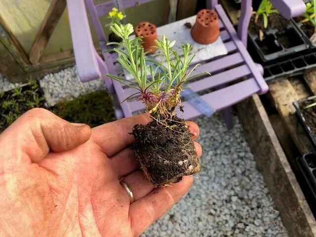 ERYSIMUM helveticum x 3 Pack - 5/7cm JUMBO Plug Plants For Sale