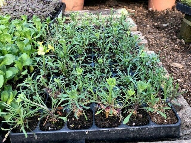 ERYSIMUM helveticum x 3 Pack - 5/7cm JUMBO Plug Plants For Sale