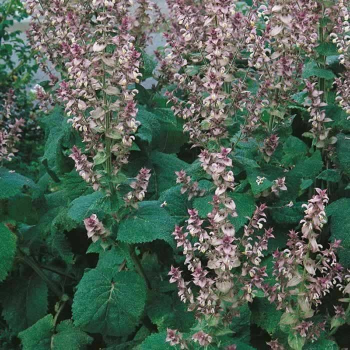 CLARY SAGE x 3 Pack - 5/7cm JUMBO Plug Plants For Sale